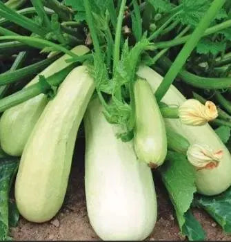 Marrow White Bush Squash Seeds(50 Seeds)
