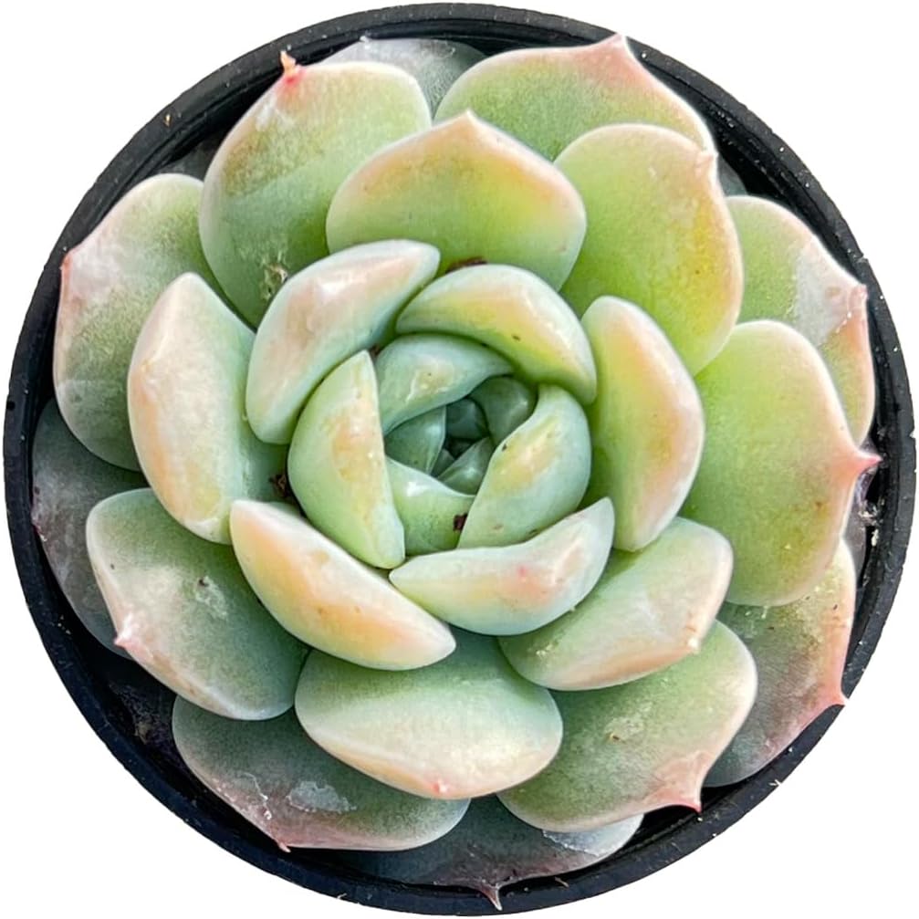 Echeveria 'Pure Love', Rare Live Succulent Rooted in a 2-inch pot, Home Office Indoor Outdoor Wedding Decoration DIY Projects Party Favor(1pc)