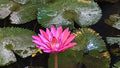 Pink Lotus Water Lily 4+ Seeds(4 Seeds)