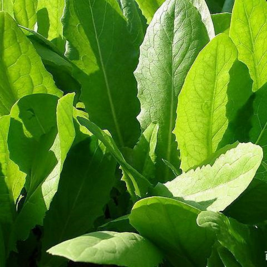 Lettuce You Mai Seeds: Asian Heirloom Leafy Green - Fast Growing | 40/200/400+ seeds(40 Seeds)