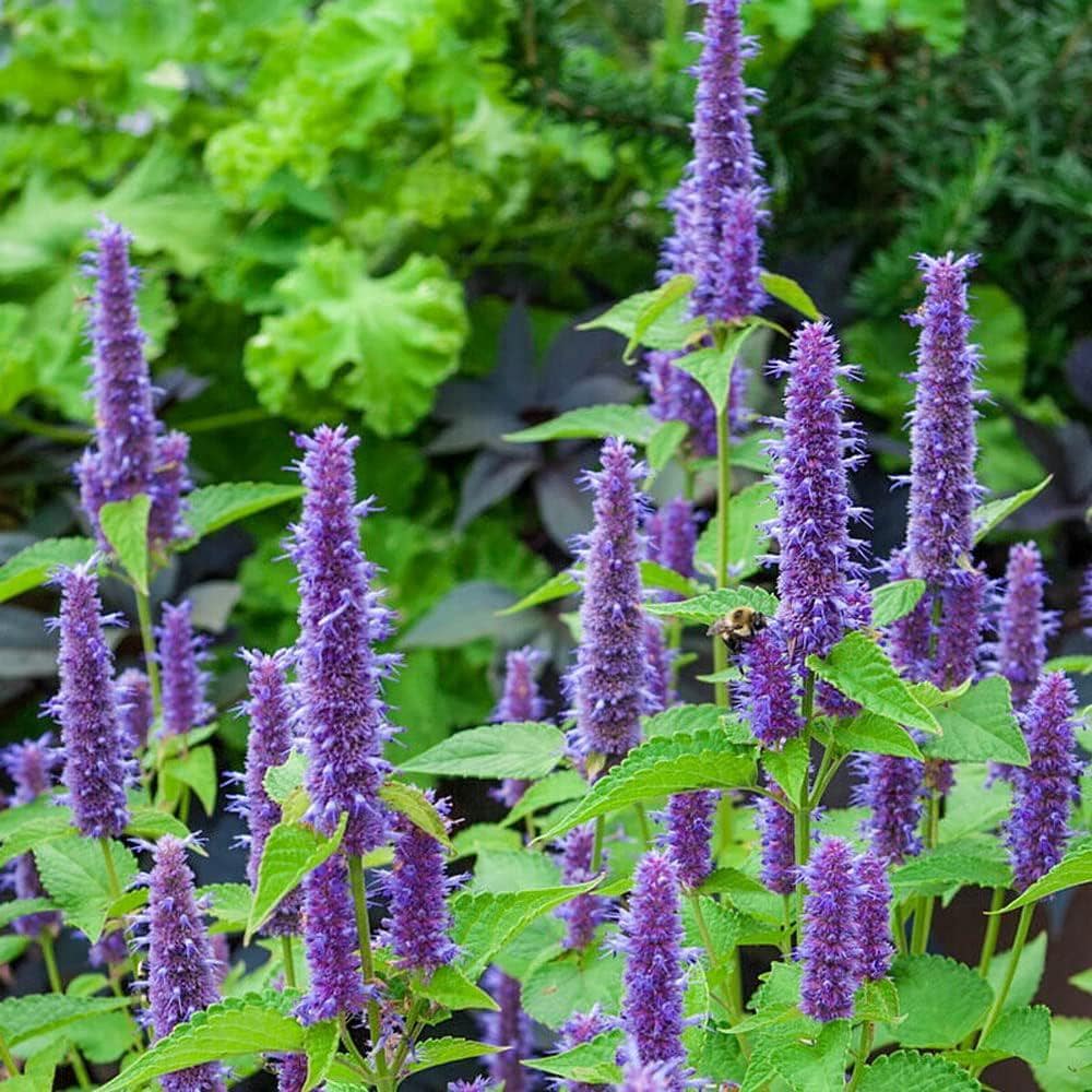 200/1000/2000 Purple Lavender Hyssop Agastache foeniculum Seeds Mint Fragrant - Premium Non-GMO, Open Pollinated, US Grown Seed, Always Fresh!(200 Seeds)