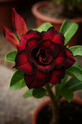 Red Black Desert Rose 3/15/30 Seeds: Rare Bicolor Adenium, Drought-Tolerant(3 Seeds)