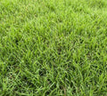 Emerald Zoysia Grass Seeds – 1000+(1000 Seeds)