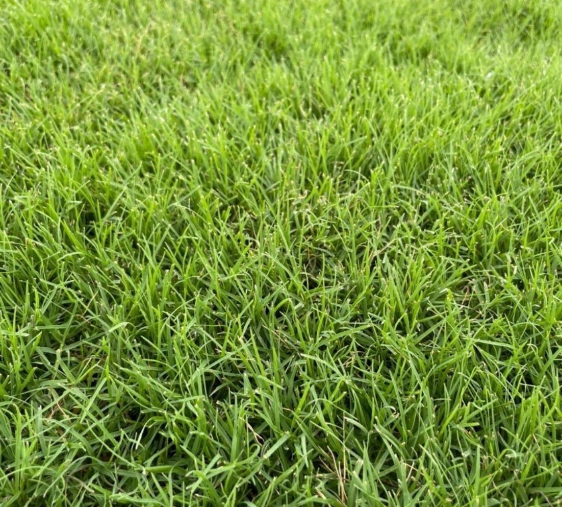 Emerald Zoysia Grass Seeds – 1000+(1000 Seeds)