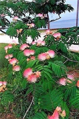 2/10/20 MIMOSA / Persian SILK TREE Albizia Julibrissin Seeds(2 Seeds)