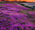 Heirloom Purple Creeping Thyme Seeds – Fragrant, Low-Maintenance Ground Cover(420 Seeds)