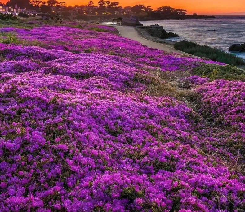 Heirloom Purple Creeping Thyme Seeds – Fragrant, Low-Maintenance Ground Cover(420 Seeds)