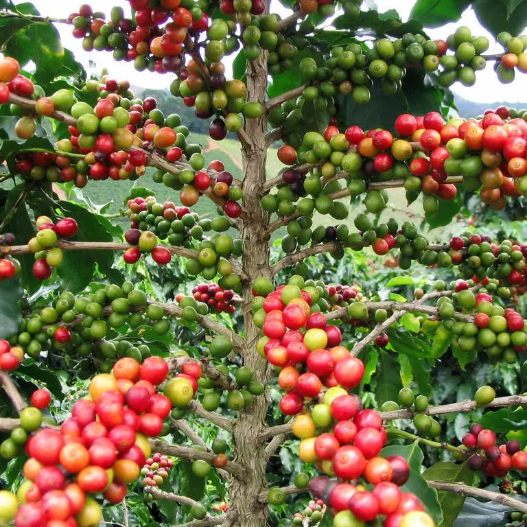 Organic Arabica Coffee Plant Seeds - South FL Variety(5 Seeds)
