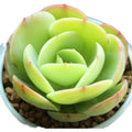 Echeveria 'Eggs and Peach',Succulents Plants Rooted  2-inch , Succulent Plants Live House Plants, Cactus Plants Live Plants Indoor Plants Live Houseplants, Indoor Plant Succulents Live Plant House Plant by Plants for Pets.(1pc)