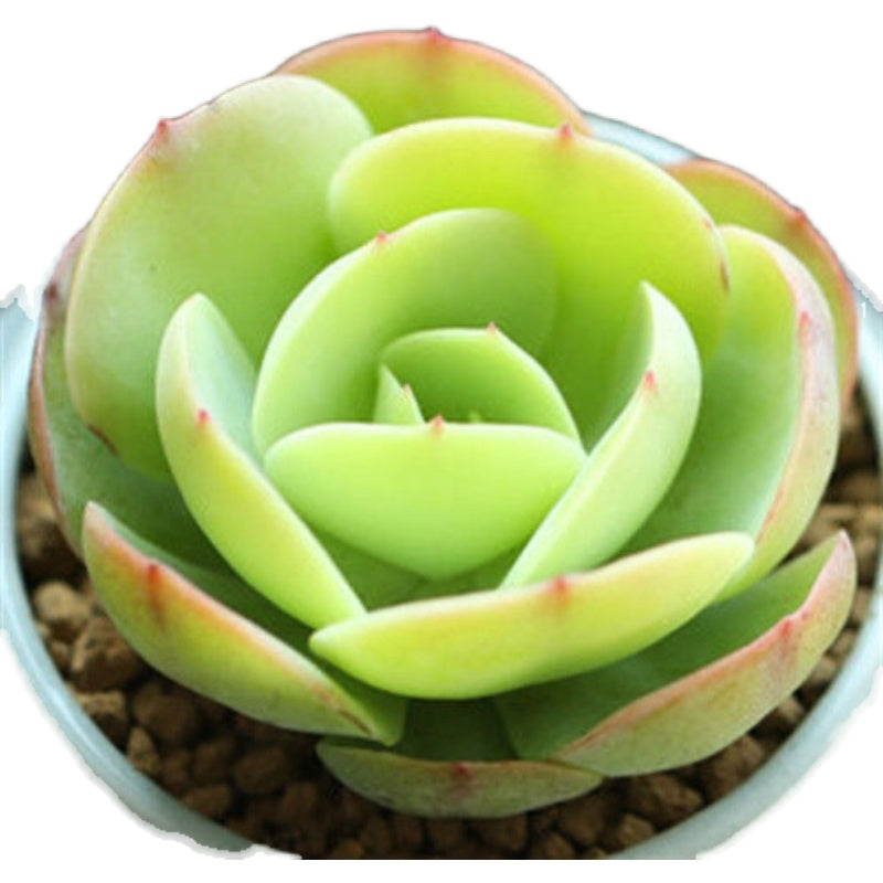 Echeveria 'Eggs and Peach',Succulents Plants Rooted  2-inch , Succulent Plants Live House Plants, Cactus Plants Live Plants Indoor Plants Live Houseplants, Indoor Plant Succulents Live Plant House Plant by Plants for Pets.(1pc)