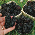 20/100/200 Seeds - GIANT THORNLESS BLACKBERRY - very tasty fruits, easy to grow, perennial plant(20 Seeds)