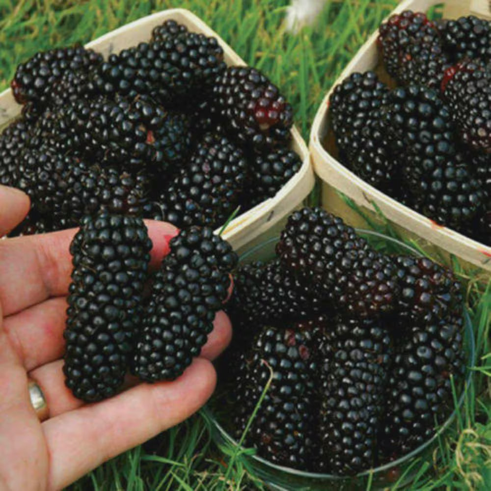 20/100/200 Seeds - GIANT THORNLESS BLACKBERRY - very tasty fruits, easy to grow, perennial plant(20 Seeds)