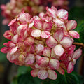 50/150/300 Pcs Rare Pink Vein Hydrangea Seeds – Bicolor Lacecap Flowers(30 Seeds)