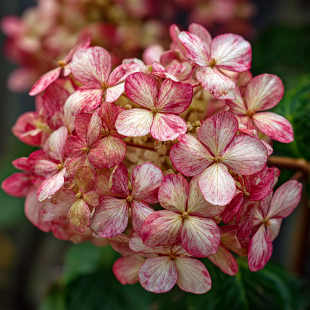 50/150/300 Pcs Rare Pink Vein Hydrangea Seeds – Bicolor Lacecap Flowers(30 Seeds)