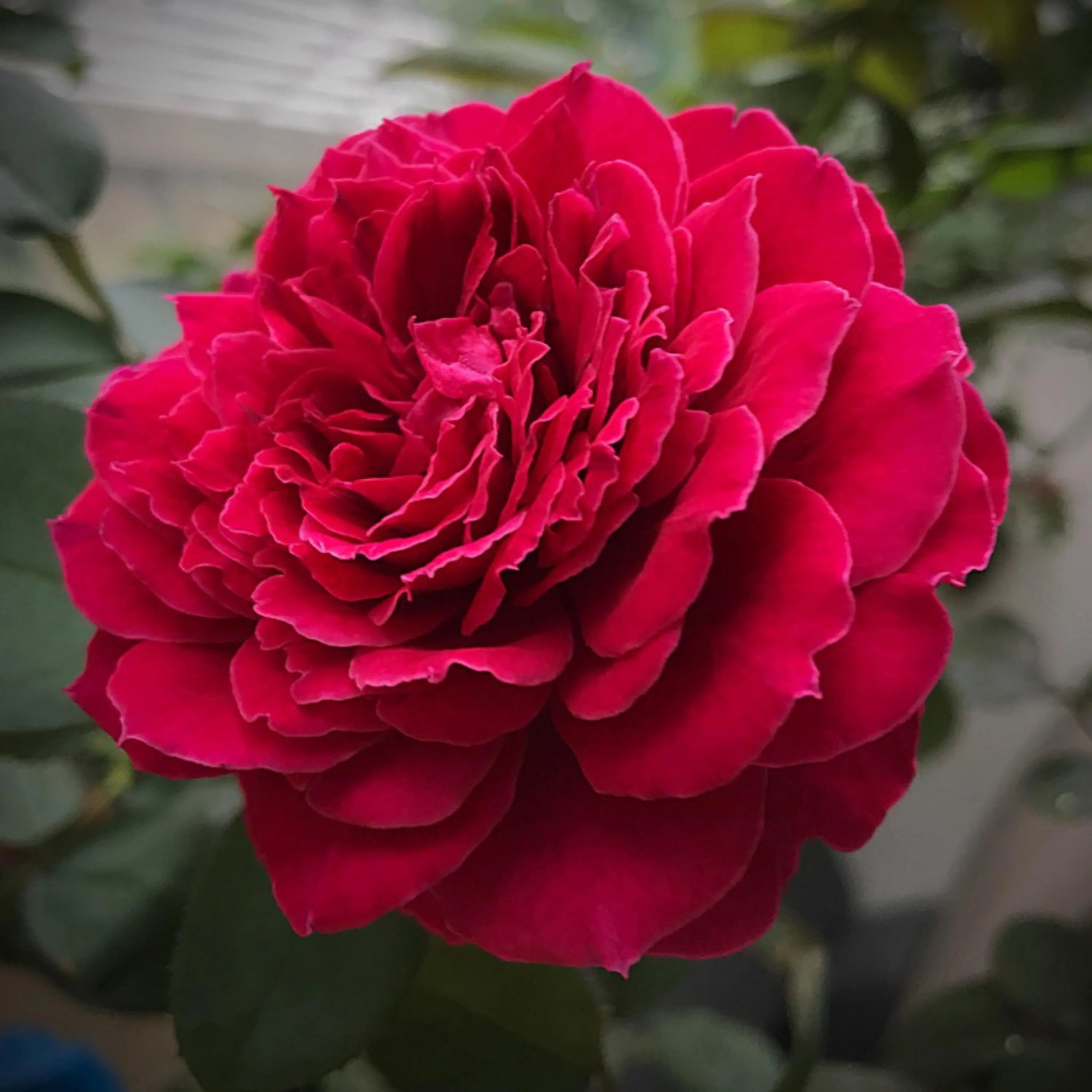 20+ Seeds| Odysseia Rose Seeds - Flower Garden - Rosa - Cold Resistant - Open-Pollinating - Perennial - Bloom in Spring/ Summer/ Fall(20 Seeds)