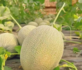 Melon Seeds Variety Pack – 10/50/100pcs Cantaloupe, Honeydew  Watermelon Types for Planting – with Honey Rock, Hale’s Best, Tendersweet, Georgia Rattlesnake – Survival Garden Seeds(10pcs)