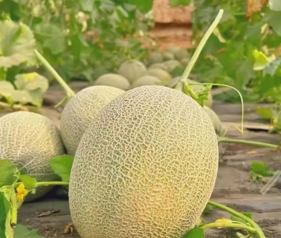 Melon Seeds Variety Pack – 10/50/100pcs Cantaloupe, Honeydew  Watermelon Types for Planting – with Honey Rock, Hale’s Best, Tendersweet, Georgia Rattlesnake – Survival Garden Seeds(10pcs)