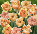 Rainbow Butterfly Daffodil Mix Seeds, Cut Flower Seeds, Fall Seeds(20 Seeds)