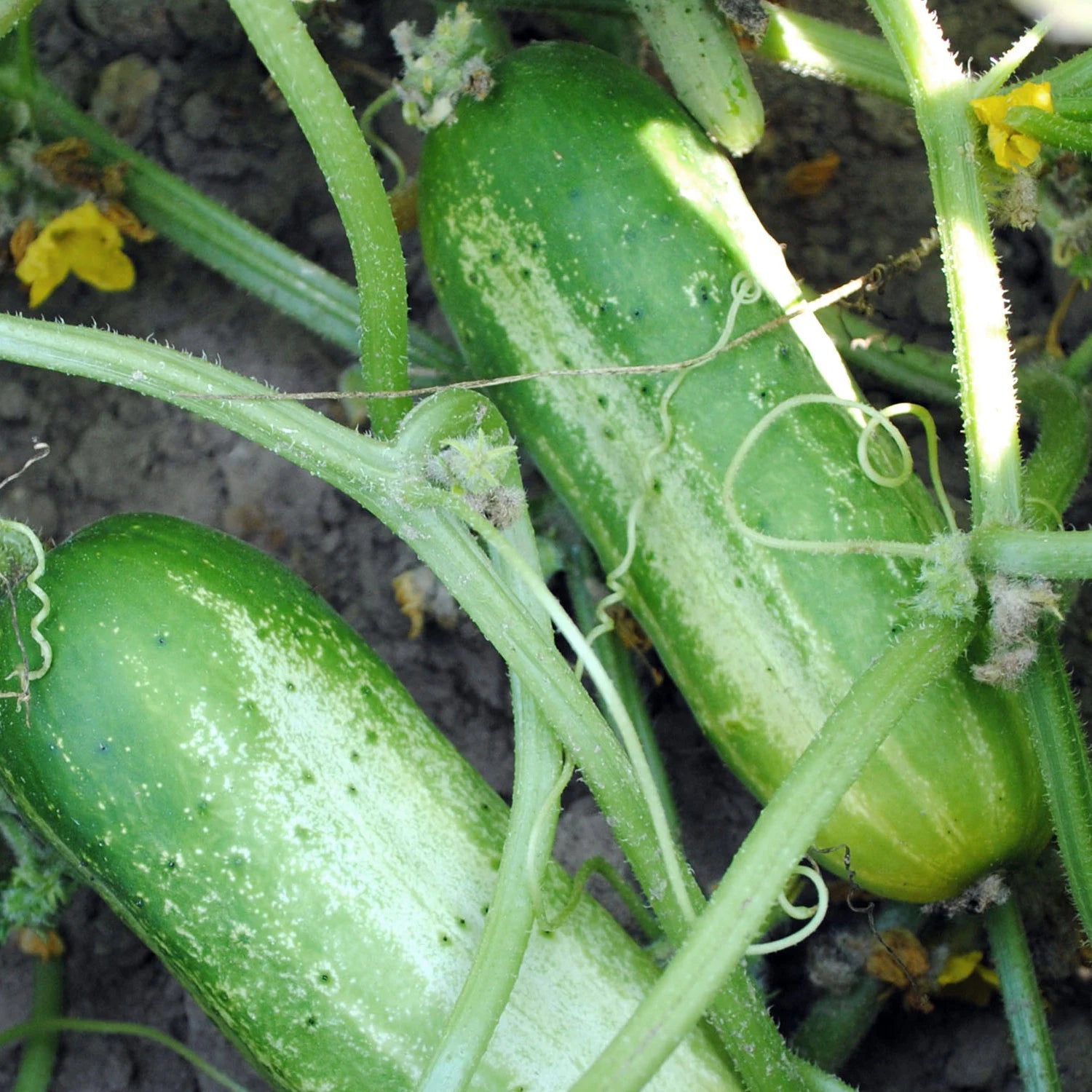 Cucumber Seeds - Organic, Heirloom, Open Pollinated, Non GMO - Grow Indoors, Outdoors, In Pots, Grow Beds, Soil, Hydroponics  Aquaponics(20 Seeds)