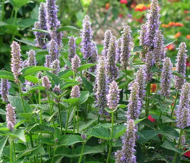 Anise Hyssop Seeds ~Agastache foeniculum~ Native Wildflower ~ Fragrant Prairie Mint ~ Attracts Butterflies, bees  hummingbirds(10 Seeds)