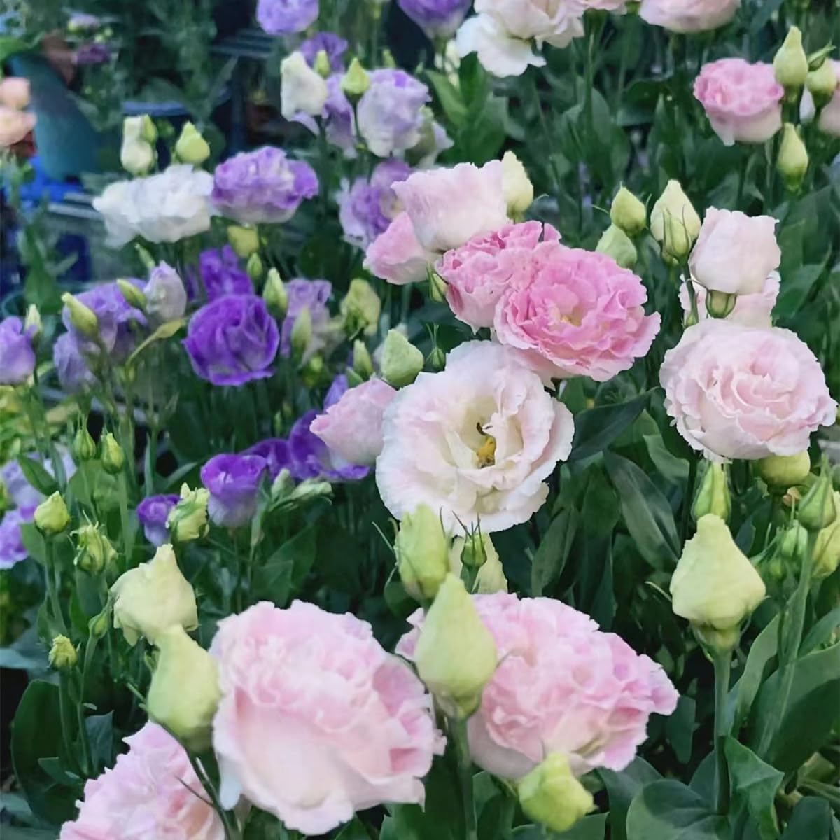 20/100/200 Lisianthus Seeds for Planting, Mixed Color Eustoma Flower Seeds, Thornless Rose Seed, Non-GMO Eustoma Grandiflorum Perennial Garden Indoor Blooms(20 Seeds)