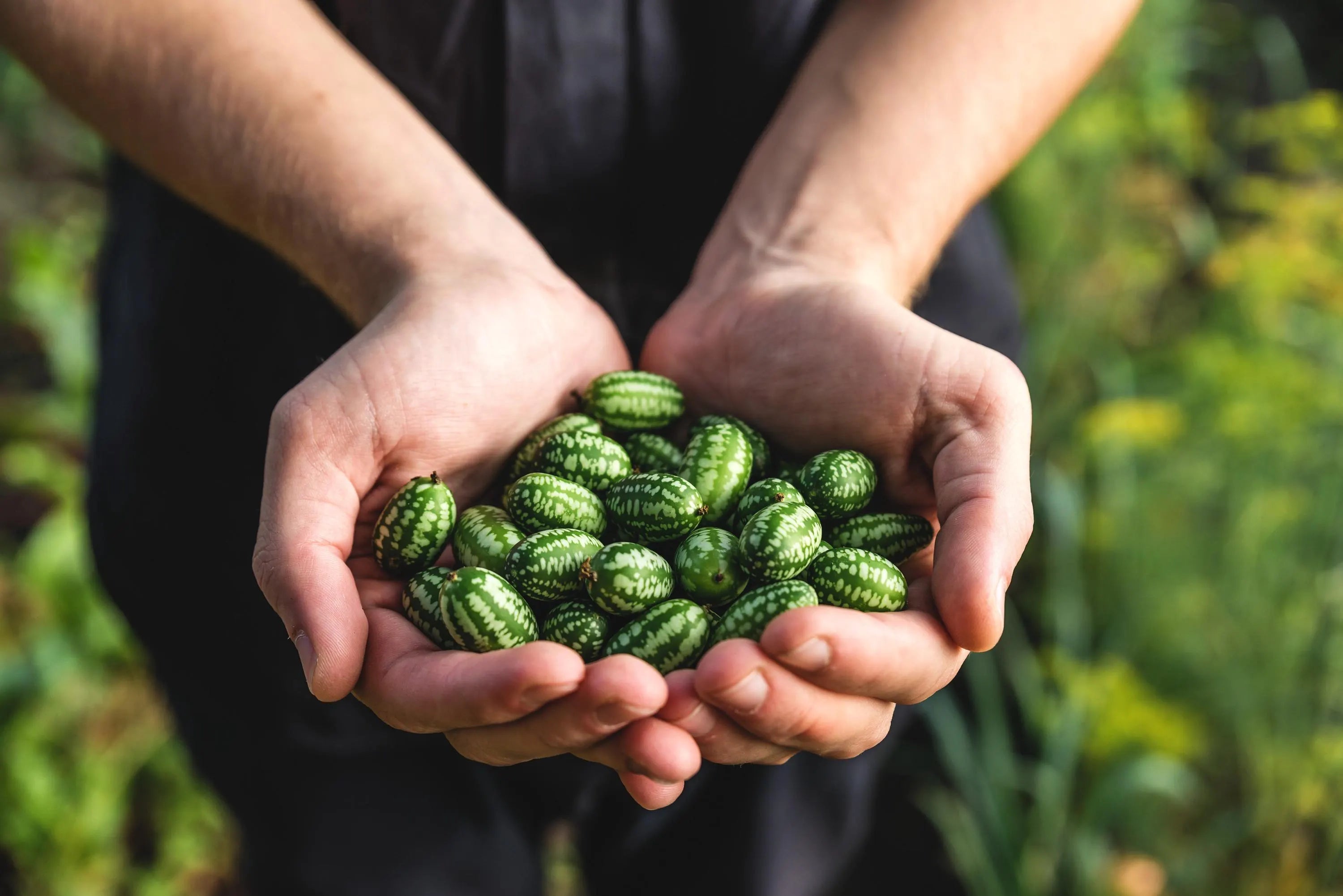 2/10/20 CUCAMELON Melothria Scabra Mouse Melon Mexican Gherkin Mini Watermelon Cucumber Fruit Vine Seeds(2 Seeds)
