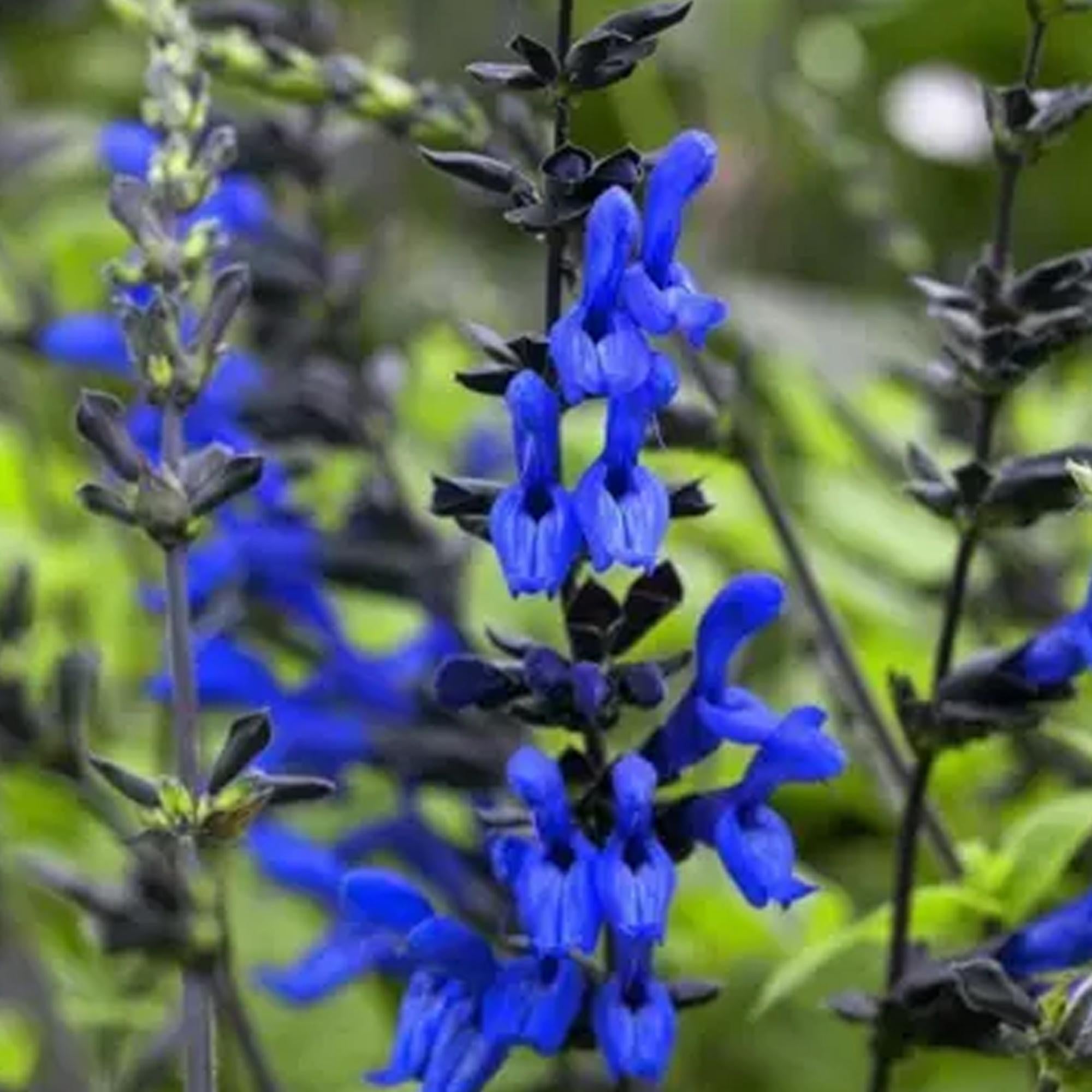 10/50/100+ Black and Blue Salvia Seeds, Tender Perennial, Live Starter Plant, Perennial Hummingbird Flower, Deep Blue Blooms, Pollinator Friendly(10 Seeds)