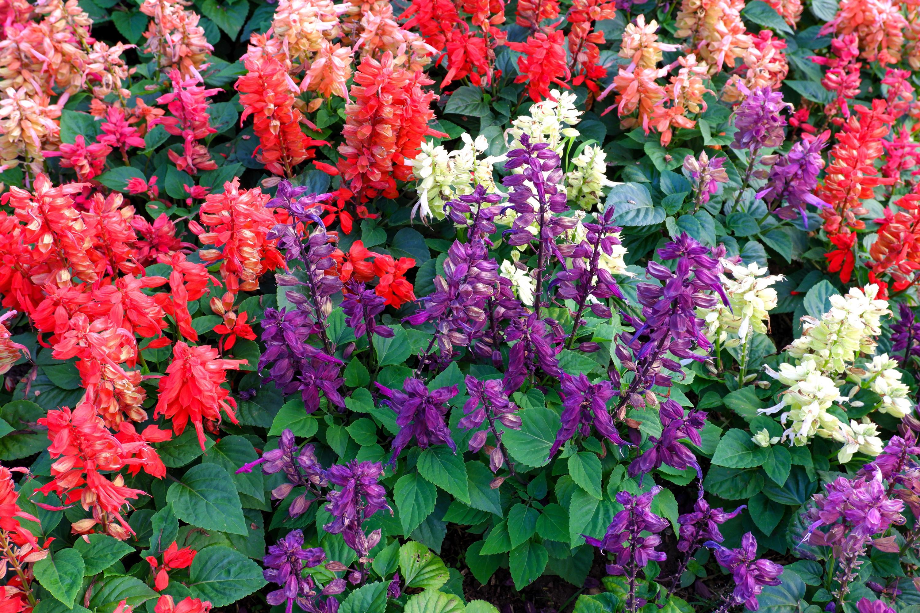 20/100/200 MIXED COLORS SALVIA Splendens Red Purple White Pink Sage Flower Seeds(20 Seeds)