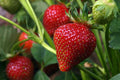 Strawberry Seeds - Organic, Heirloom, Open Pollinated, Non GMO - Grow Indoors, Outdoors, In Pots, Grow Beds, Soil, Hydroponics  Aquaponics(20 Seeds)
