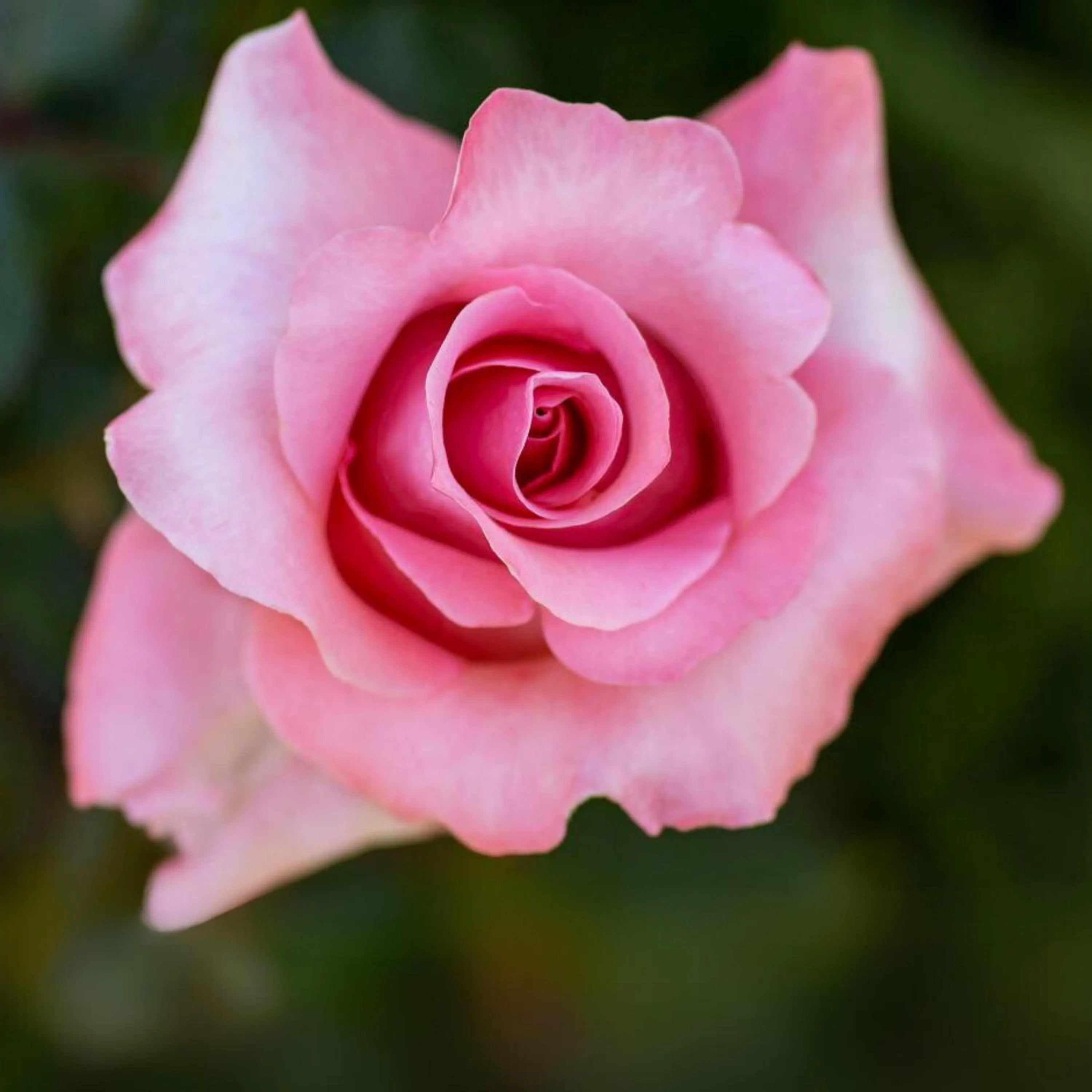Paris de Yves St. Laurent Rose Seeds: Rare Perennial Flower (5/25/50+ Seeds)(5 Seeds)