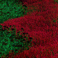 40/200/400 Red Creeping Thyme Seeds – Non-GMO Heirloom Ground Cover, Garden Landscaping  Home Gardening(40 Seeds)