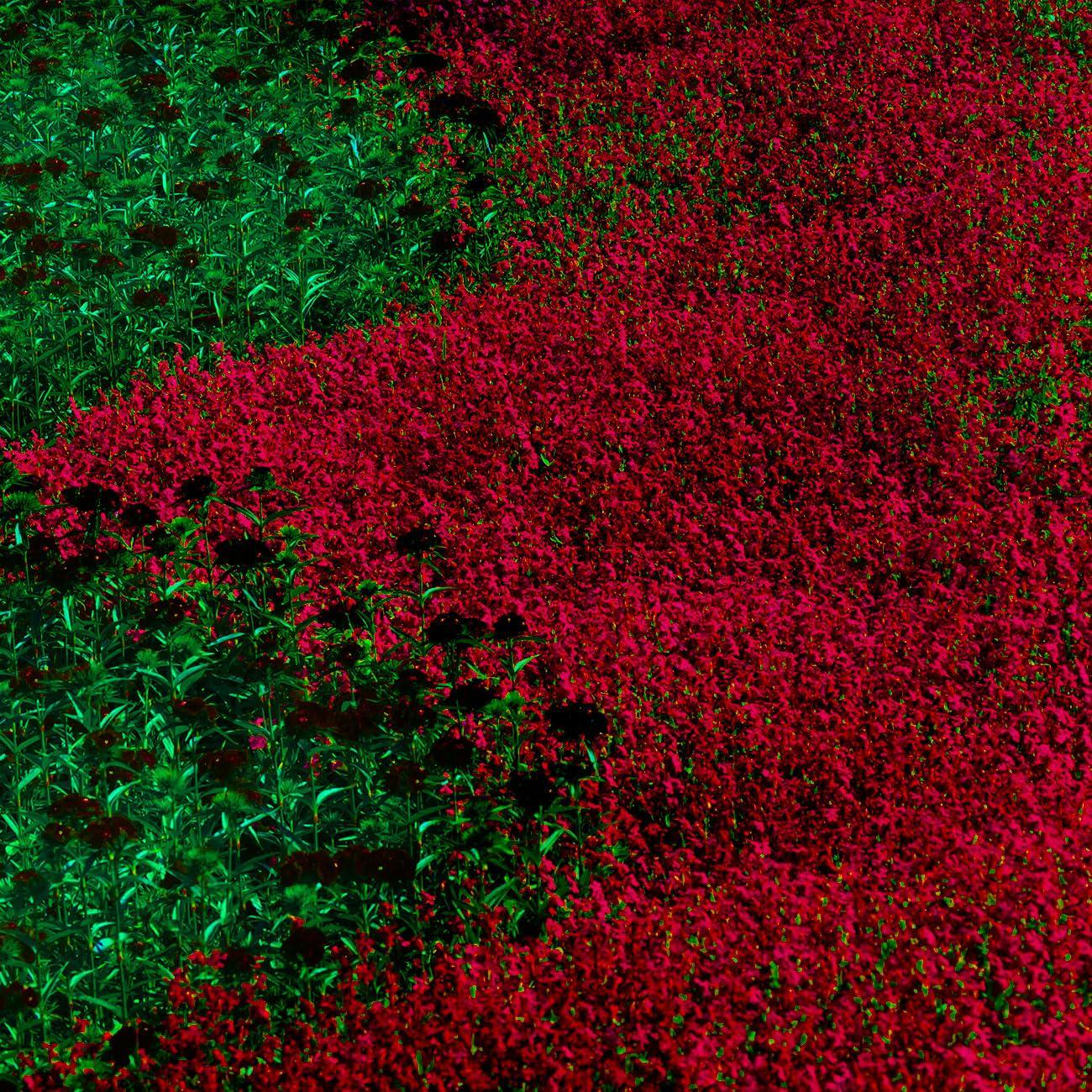 40/200/400 Red Creeping Thyme Seeds – Non-GMO Heirloom Ground Cover, Garden Landscaping  Home Gardening(40 Seeds)