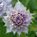 10/50/100PCS DBL White Purple Clematis Seeds Flowers Perennial Flower Seed(10 Seeds)