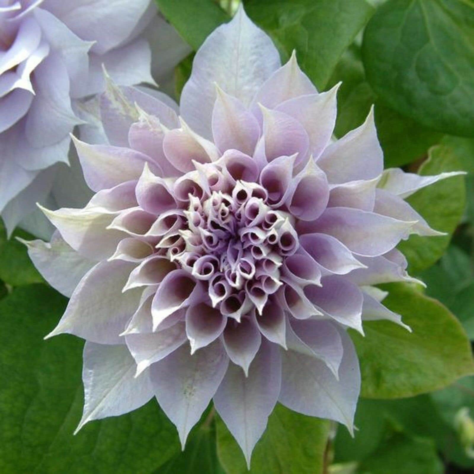 10/50/100PCS DBL White Purple Clematis Seeds Flowers Perennial Flower Seed(10 Seeds)