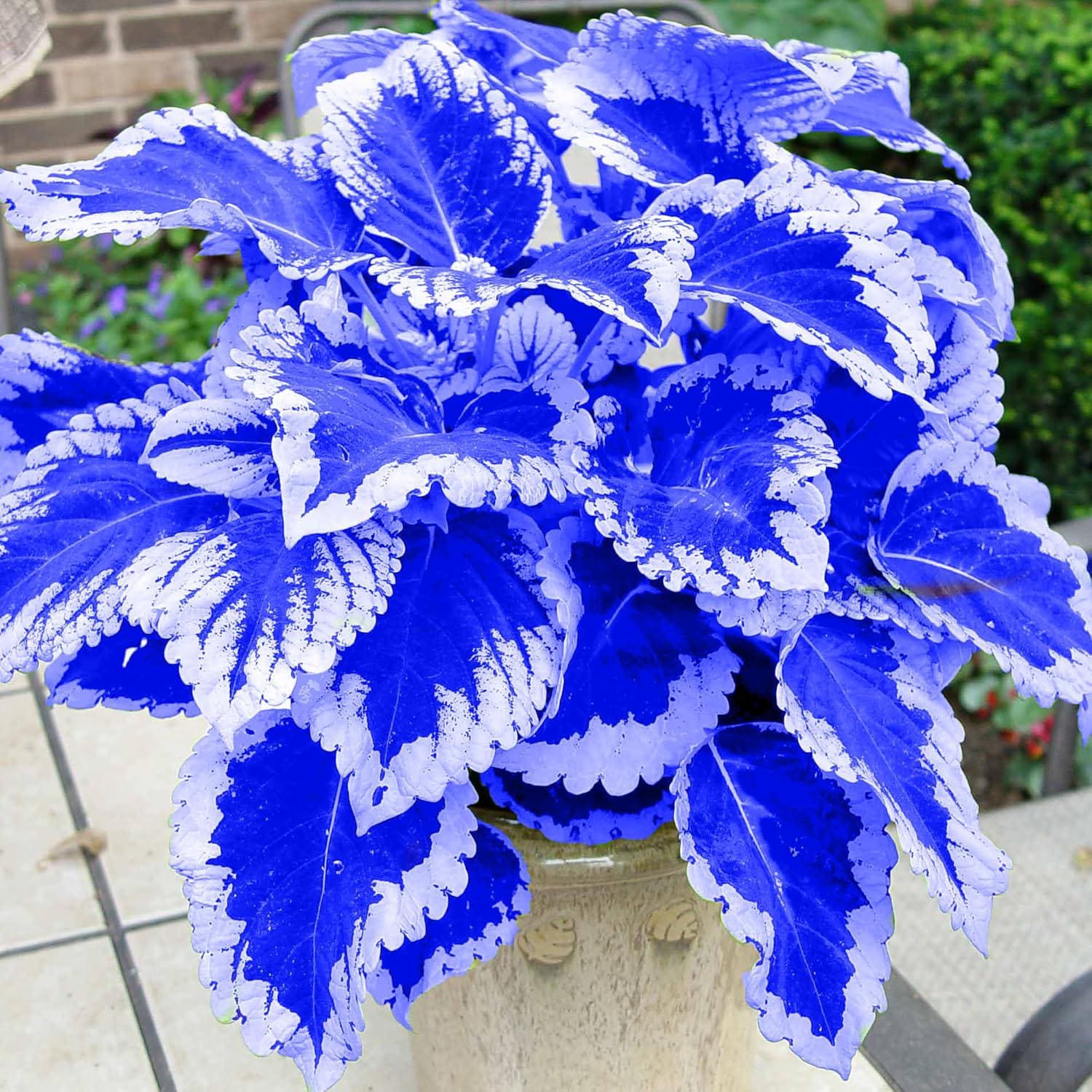 Coleus Blue Rare 6/30/60 Flower Seeds Fun  and easy to grow seeds for planting home garden seeds Plus free gift  Limited Supply Order Now!(6 Seeds)