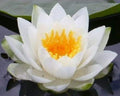 2/10/20 WHITE LOTUS Nymphaea Ampla Asian Water Lily Pad Flower Pond Seeds(2pcs)