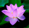 Mixed Lotus Seeds – Colorful Bowl Lotus  Water Lily Flower Seeds for Planting | Aquatic Plants for Ponds, Indoor Bonsai, Outdoor Water Gardens, Patio Decor(5pcs)