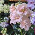 Pink Appleblossom Snapdragon Seeds, Double Flowering, Butterfly Antirrhinum Majus(40 Seeds)