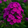 Ultraviolet Phlox Seeds: Vibrant Purple Fragrant Violet Perennial Flower(5SEEDS)