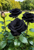 2/10/20 Black Rose Seeds: Rare Perennial Shrub, Easy Grow(2 Seeds)