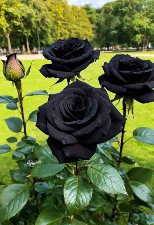 2/10/20 Black Rose Seeds: Rare Perennial Shrub, Easy Grow(2 Seeds)