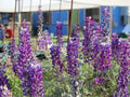 Lupinus albifrons (Silver Lupine) Seeds-Cottage Garden -  Heirloom - Native Wildflower - Pollinator Friendly - Perennial(100 Seeds)