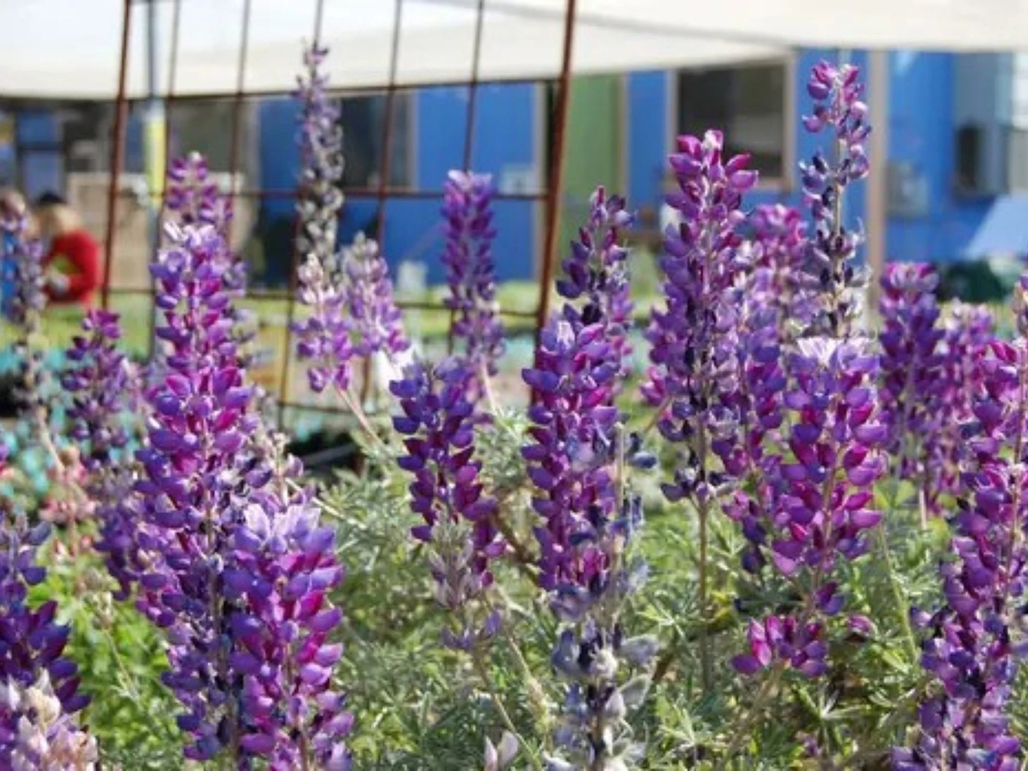 Lupinus albifrons (Silver Lupine) Seeds-Cottage Garden -  Heirloom - Native Wildflower - Pollinator Friendly - Perennial(100 Seeds)