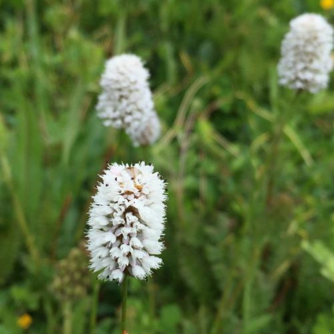White Prairie Clover Seeds 8/40/80+ NATIVE WILDFLOWER Perennial(8 Seeds)