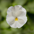 White Pansy Seeds Viola × wittrockiana Seeds - Cold Resistant - Self-Pollinating - Draft Resistant - Plant in late Summer/Spring(20 Seeds)