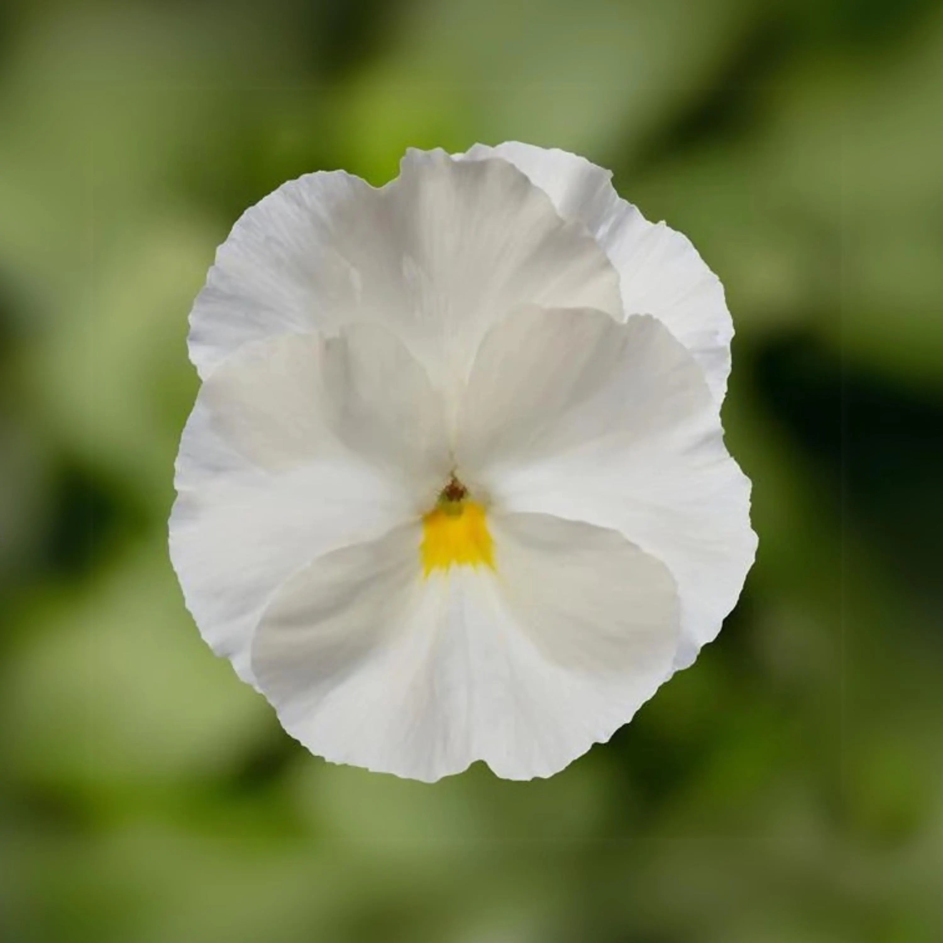 White Pansy Seeds Viola × wittrockiana Seeds - Cold Resistant - Self-Pollinating - Draft Resistant - Plant in late Summer/Spring(20 Seeds)
