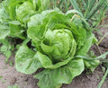 Green Romaine Lettuce Seeds - Organic, Heirloom, Open Pollinated, Non GMO - Indoors, Outdoors, Pots, Grow Beds, Hydroponics, Aquaponics(100 Seeds)