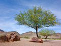 Mesquite Tree Seeds(1 Seeds)
