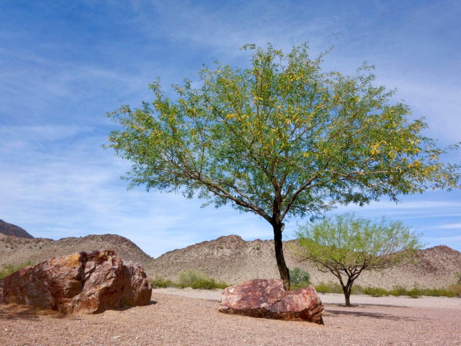 Mesquite Tree Seeds(1 Seeds)