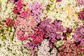 120/600/1200 MIXED SUMMER YARROW Achillea Millefolium Red Pink White Gold Peach Herb Flower Seeds(120 Seeds)